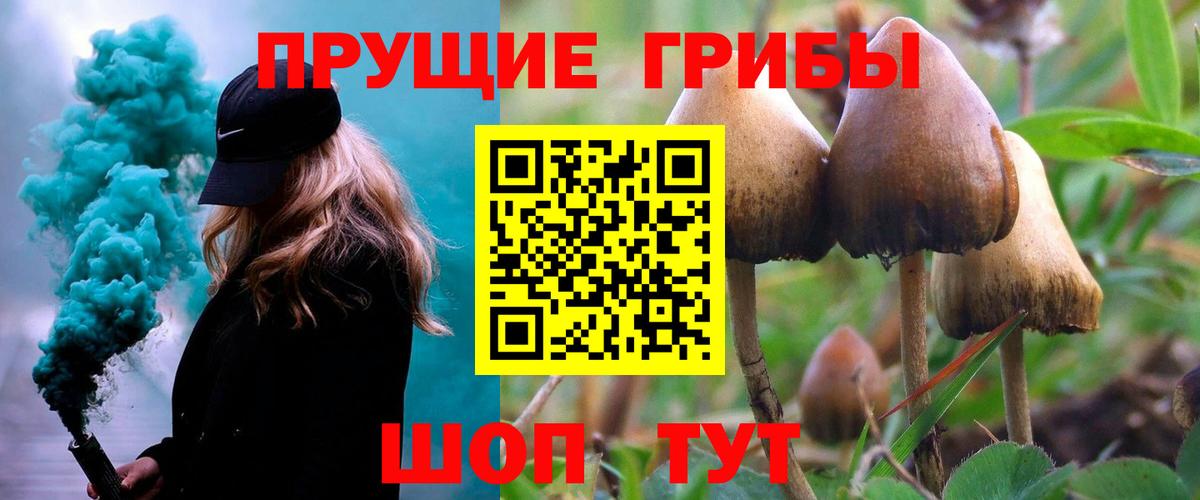 Галлюциногенные грибы Psilocybine cubensis Алейск
